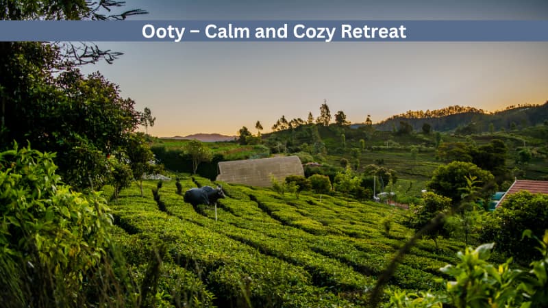 Ooty